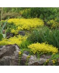 Sedum Yellow Queen в ландшафте